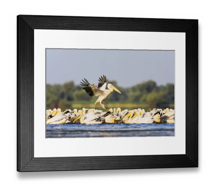 Framed Print : Great White Pelican (Pelecanus onocrotalus) in the Danube Delta, landing in the water Framed Print : Great White Pelican (Pelecanus onocrotalus) in the Danube Delta, landing in the water