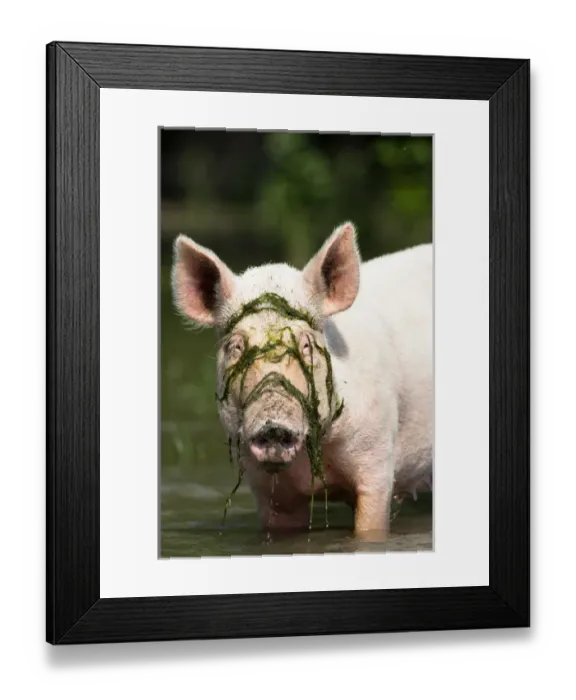 Framed Print : The pigs of Maliuc, Domestic animals often roam free and look for food in the vicinity Framed Print : The pigs of Maliuc, Domestic animals often roam free and look for food in the vicinity
