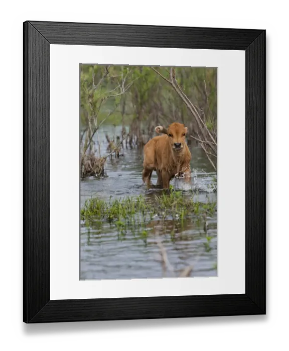 Framed Print : Cattle in the flooded Danube Delta near the Sulina Channel Framed Print : Cattle in the flooded Danube Delta near the Sulina Channel