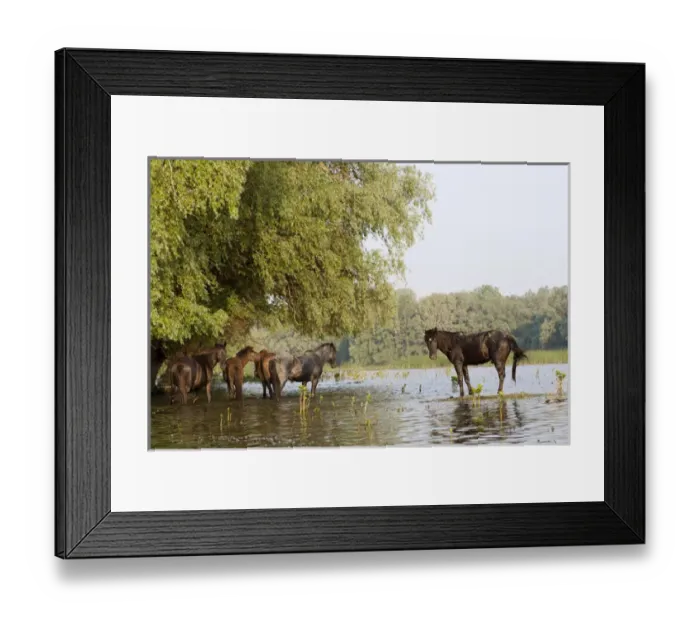 Framed Print : The free roaming horses of Maliuc. In the Delta horses roam free and sometimes are