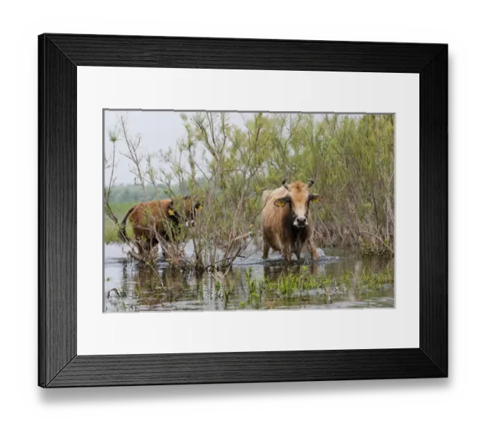 Framed Print : Cattle in the flooded Danube Delta near the Sulina Channel