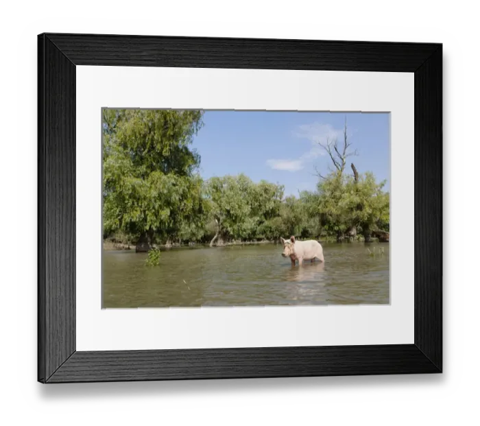 Framed Print : The pigs of Maliuc, Domestic animals often roam free and look for food in the vicinity Framed Print : The pigs of Maliuc, Domestic animals often roam free and look for food in the vicinity