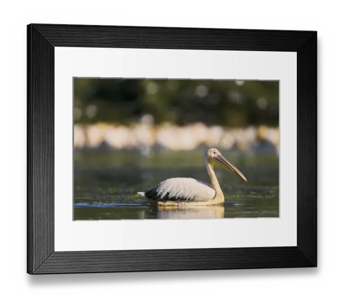 Framed Print : Great White Pelican (Pelecanus onocrotalus) in the Danube Delta. Europe, Eastern Europe Framed Print : Great White Pelican (Pelecanus onocrotalus) in the Danube Delta. Europe, Eastern Europe