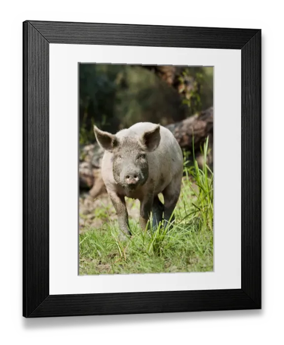 Framed Print : The pigs of Maliuc, Domestic animals often roam free and look for food in the vicinity Framed Print : The pigs of Maliuc, Domestic animals often roam free and look for food in the vicinity