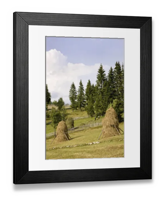 Framed Print : Hay harvest and haystack in the Apuseni Mountains, Scarisoara, Romania Framed Print : Hay harvest and haystack in the Apuseni Mountains, Scarisoara, Romania