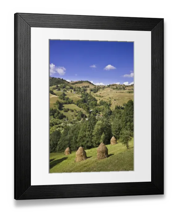 Framed Print : Hay harvest and haystack in the Apuseni Mountains, Scarisoara, Romania Framed Print : Hay harvest and haystack in the Apuseni Mountains, Scarisoara, Romania