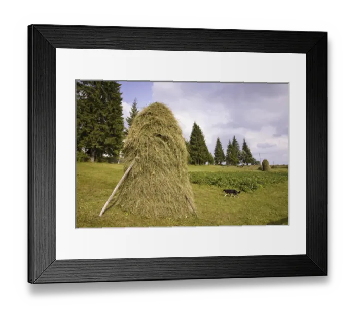 Framed Print : Hay harvest and haystack in the Apuseni Mountains, Scarisoara, Romania Framed Print : Hay harvest and haystack in the Apuseni Mountains, Scarisoara, Romania