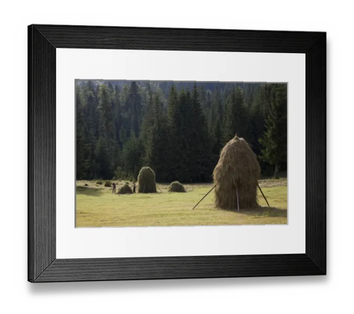 Framed Print : Hay harvest and haystack in the Apuseni Mountains, Scarisoara, Romania Framed Print : Hay harvest and haystack in the Apuseni Mountains, Scarisoara, Romania
