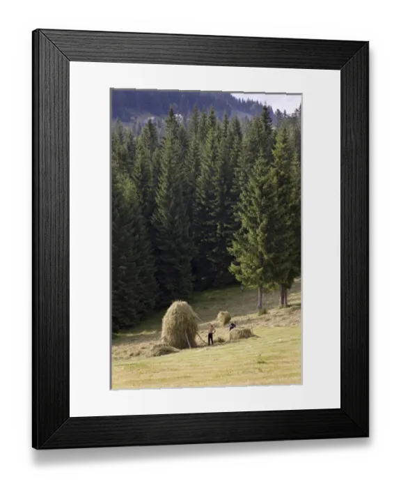Framed Print : Hay harvest and haystack in the Apuseni Mountains, Scarisoara, Romania