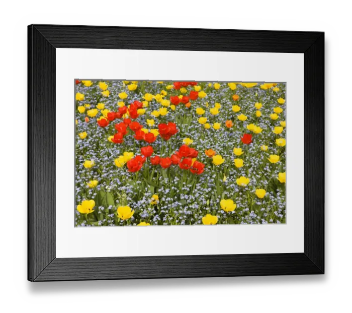 Framed Print : Spring in Herastrau Park in the City center of Bucharest. Herastrau is the biggest Framed Print : Spring in Herastrau Park in the City center of Bucharest. Herastrau is the biggest