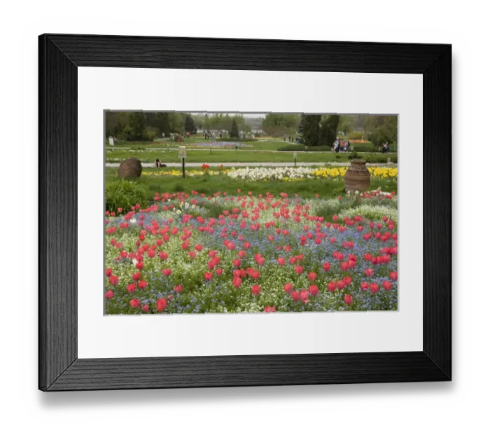 Framed Print : Spring in Herastrau Park in the City center of Bucharest. Herastrau is the biggest Framed Print : Spring in Herastrau Park in the City center of Bucharest. Herastrau is the biggest