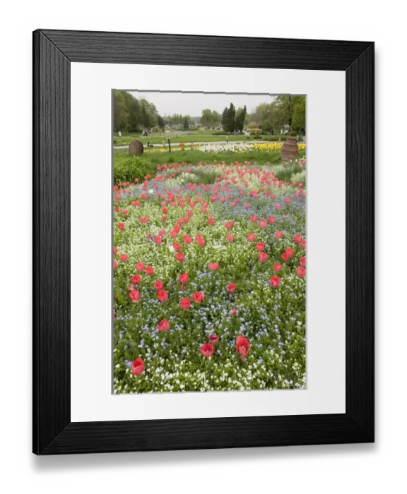 Framed Print : Spring in Herastrau Park in the City center of Bucharest. Herastrau is the biggest Framed Print : Spring in Herastrau Park in the City center of Bucharest. Herastrau is the biggest
