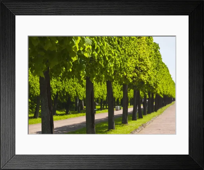 Framed Print : Russia, Saint Petersburg, Peterhof, Lower Park Framed Print : Russia, Saint Petersburg, Peterhof, Lower Park