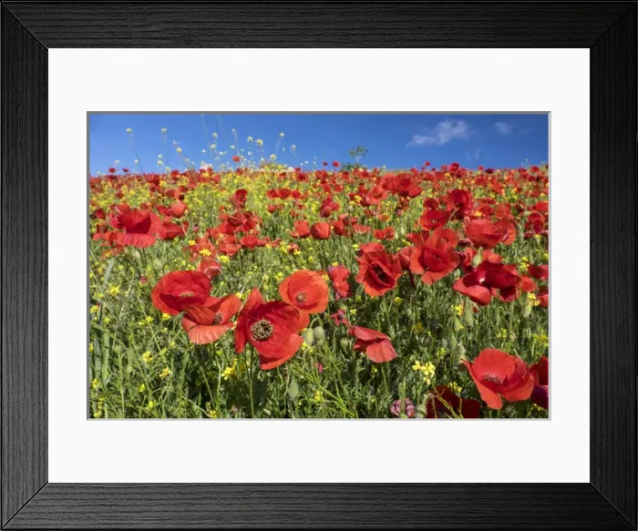 Framed Print : Spain, Andalusia. A field of bright and cheerful red poppy wildflowers Framed Print : Spain, Andalusia. A field of bright and cheerful red poppy wildflowers