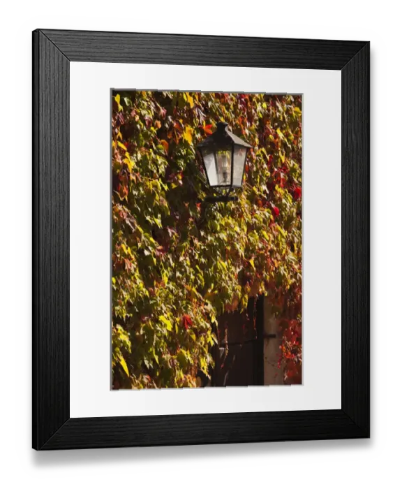 Framed Print : Spain, Cantabria Region, Cantabria Province, Santillana del Mar, leaf-covered wall Framed Print : Spain, Cantabria Region, Cantabria Province, Santillana del Mar, leaf-covered wall