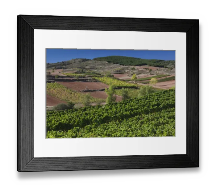 Framed Print : Spain, La Rioja Region, La Rioja Province, Bobadilla, vineyards Framed Print : Spain, La Rioja Region, La Rioja Province, Bobadilla, vineyards