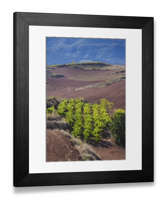 Framed Print : Spain, La Rioja Region, La Rioja Province, Bobadilla, vineyards Framed Print : Spain, La Rioja Region, La Rioja Province, Bobadilla, vineyards