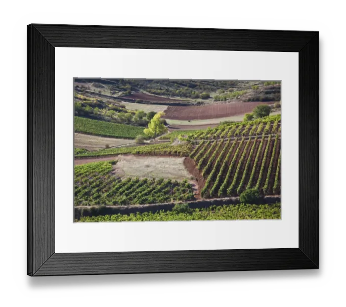Framed Print : Spain, La Rioja Region, La Rioja Province, Bobadilla, vineyards Framed Print : Spain, La Rioja Region, La Rioja Province, Bobadilla, vineyards
