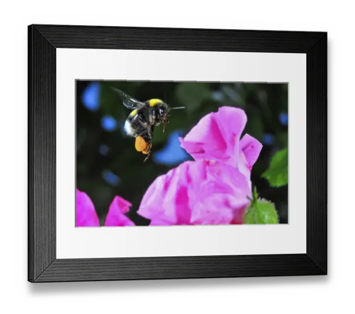 Framed Print : Insect in Flight, High Speed Photographic Technique Bumblebee in Flight, Switzerland Framed Print : Insect in Flight, High Speed Photographic Technique Bumblebee in Flight, Switzerland