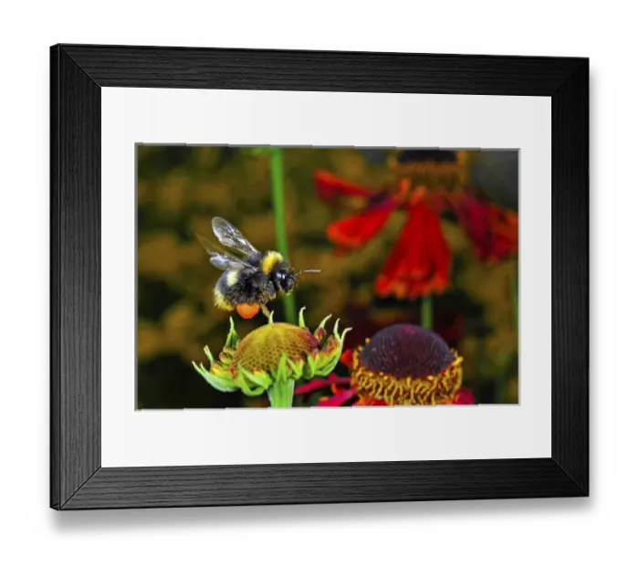 Framed Print : Insect in Flight, High Speed Photographic Technique Bumblebee in Flight, Switzerland Framed Print : Insect in Flight, High Speed Photographic Technique Bumblebee in Flight, Switzerland