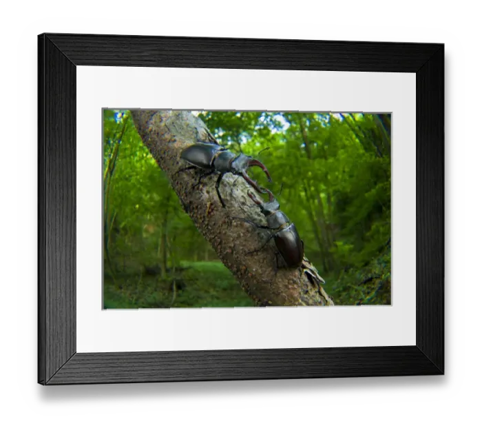 Framed Print : Stag beetles (Lucanus cervus) fighting in a tree, Switzerland