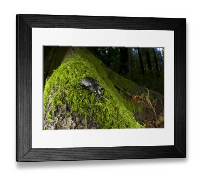 Framed Print : Ground beetle (Calosoma inquisitor), Switzerland. The species is found in northern Africa Framed Print : Ground beetle (Calosoma inquisitor), Switzerland. The species is found in northern Africa