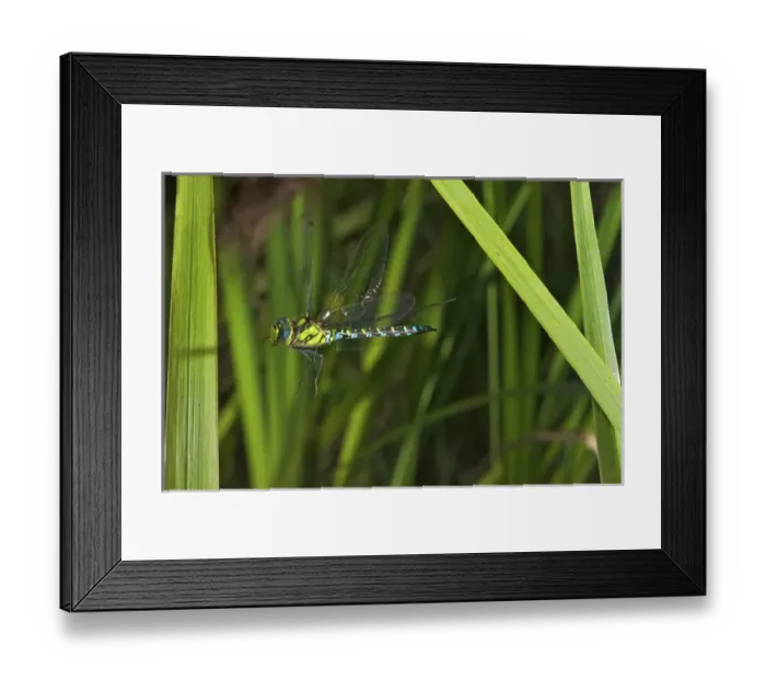 Framed Print : Insect in Flight, High Speed Photographic Technique Southern Hawker or Blue Darner in Flight