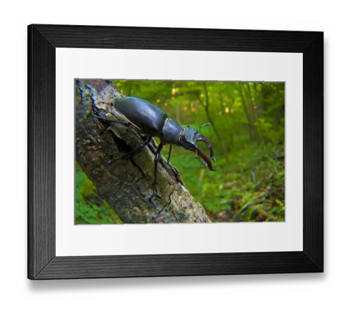 Framed Print : Stag beetle (Lucanus cervus), Switzerland Framed Print : Stag beetle (Lucanus cervus), Switzerland