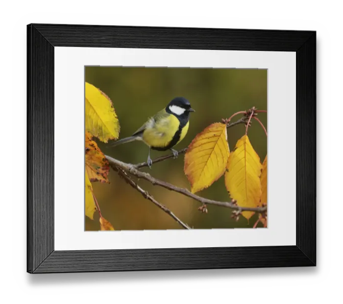 Framed Print : Great Tit (Parus major), adult perched on autumn branch of Cherry tree (Prunus sp Framed Print : Great Tit (Parus major), adult perched on autumn branch of Cherry tree (Prunus sp