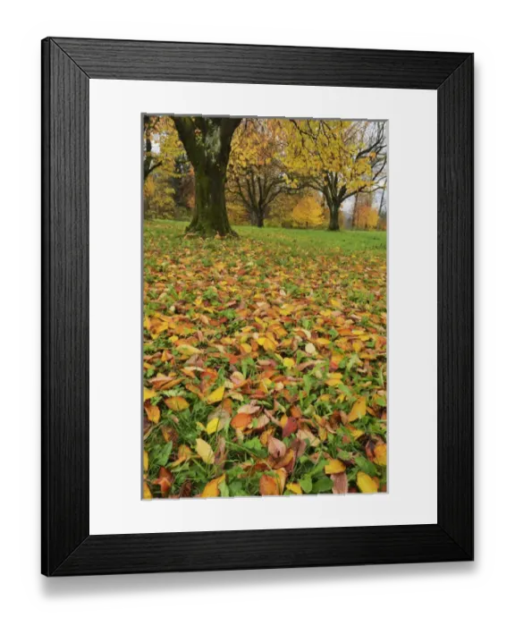 Framed Print : Cherry tree (Prunus sp. ), fall colors in orchard, Zug, Switzerland, Europe