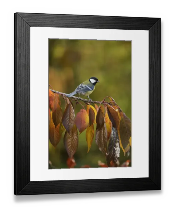 Framed Print : Great Tit (Parus major), adult perched on autumn branch of Cherry tree (Prunus sp Framed Print : Great Tit (Parus major), adult perched on autumn branch of Cherry tree (Prunus sp