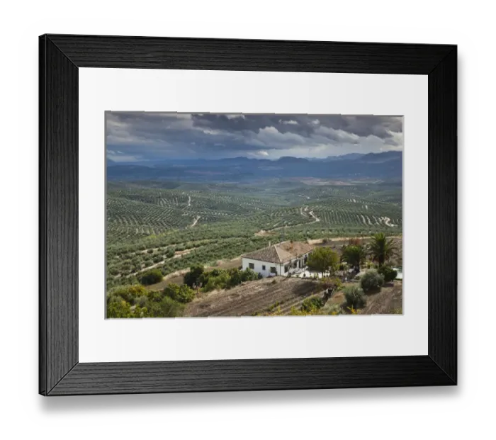 Framed Print : Spain, Andalucia Region, Jaen Province, Ubeda, elevated view of olive groves