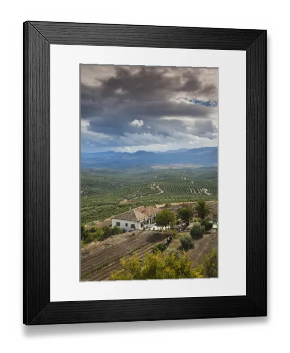 Framed Print : Spain, Andalucia Region, Jaen Province, Ubeda, elevated view of olive groves Framed Print : Spain, Andalucia Region, Jaen Province, Ubeda, elevated view of olive groves