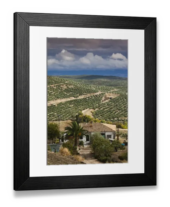 Framed Print : Spain, Andalucia Region, Jaen Province, Ubeda, elevated view of olive groves Framed Print : Spain, Andalucia Region, Jaen Province, Ubeda, elevated view of olive groves