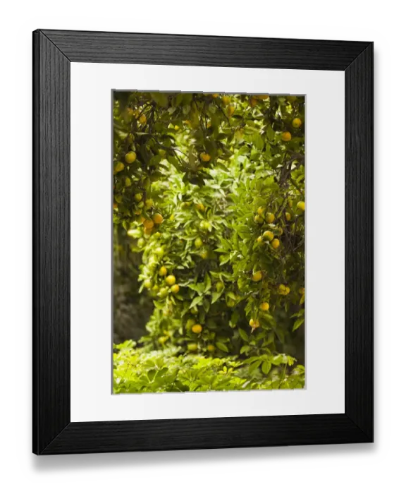 Framed Print : Spain, Andalucia Region, Malaga Province, Malaga, trees in the Paseo del Parque Framed Print : Spain, Andalucia Region, Malaga Province, Malaga, trees in the Paseo del Parque