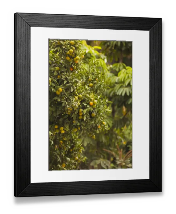 Framed Print : Spain, Andalucia Region, Malaga Province, Malaga, trees in the Paseo del Parque Framed Print : Spain, Andalucia Region, Malaga Province, Malaga, trees in the Paseo del Parque