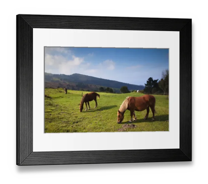 Framed Print : Spain, Basque Country Region, Guipuzcoa Province, Hondarribia, horses along the Jaizkibel