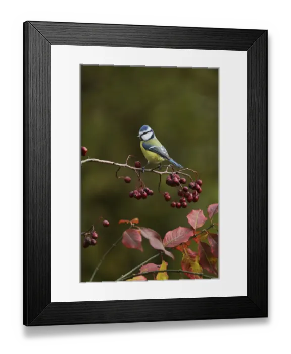 Framed Print : Blue Tit (Parus caeruleus), adult perched on berry laden branch of European cranberrybush