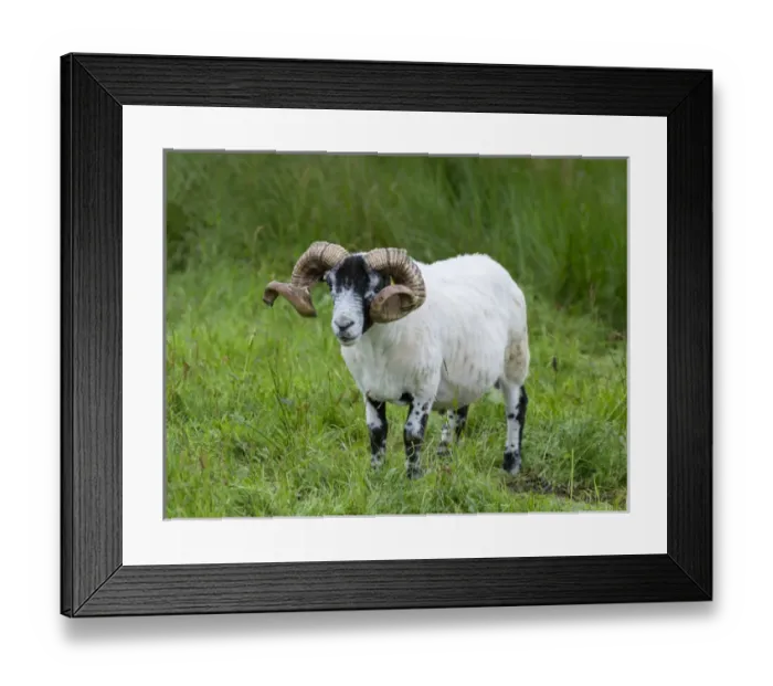 Framed Print : Sheep (Scottish Blackface) on the Isle of Harris, home of the Harris Tweed, sheared adult ram Framed Print : Sheep (Scottish Blackface) on the Isle of Harris, home of the Harris Tweed, sheared adult ram