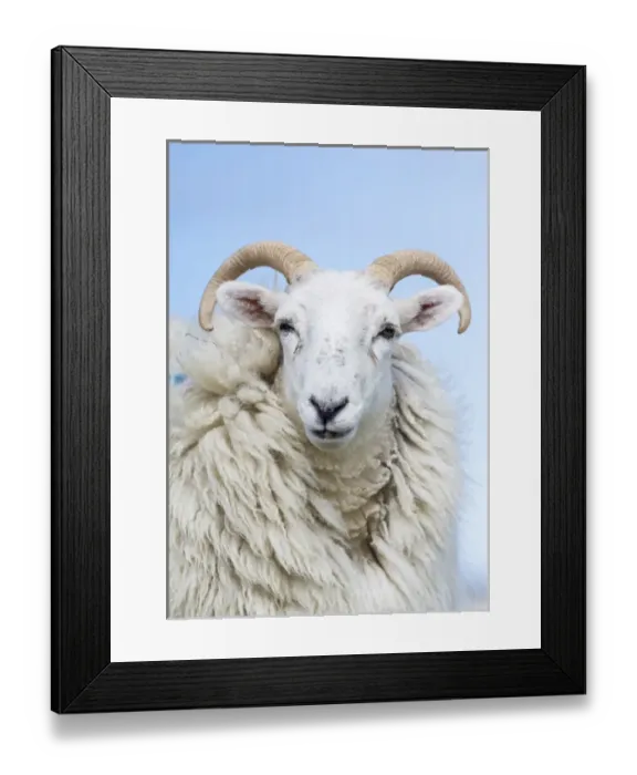Framed Print : Sheep (Cheviot) on the Isle of Harris, home of the Harris Tweed Framed Print : Sheep (Cheviot) on the Isle of Harris, home of the Harris Tweed