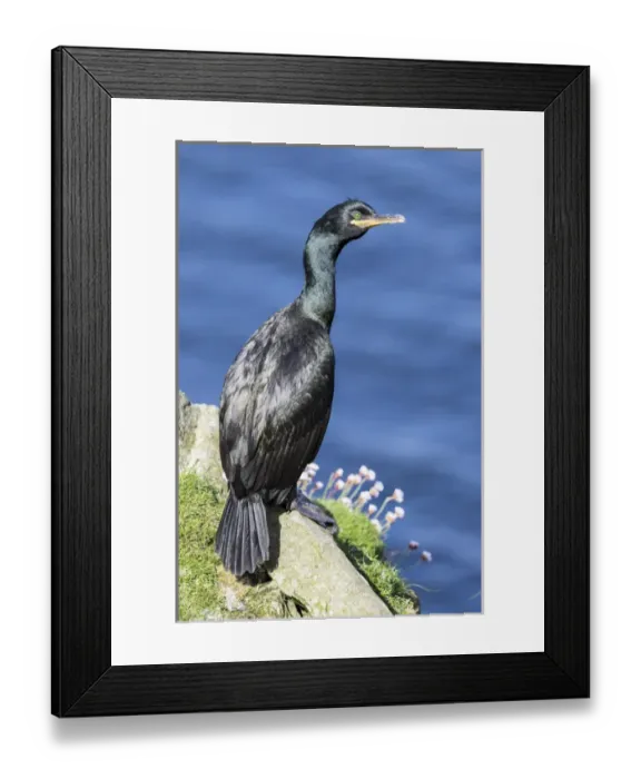 Framed Print : European Shag or Common Shag (Phalacrocorax aristotelis) on the Shetland Islands in Scotland Framed Print : European Shag or Common Shag (Phalacrocorax aristotelis) on the Shetland Islands in Scotland