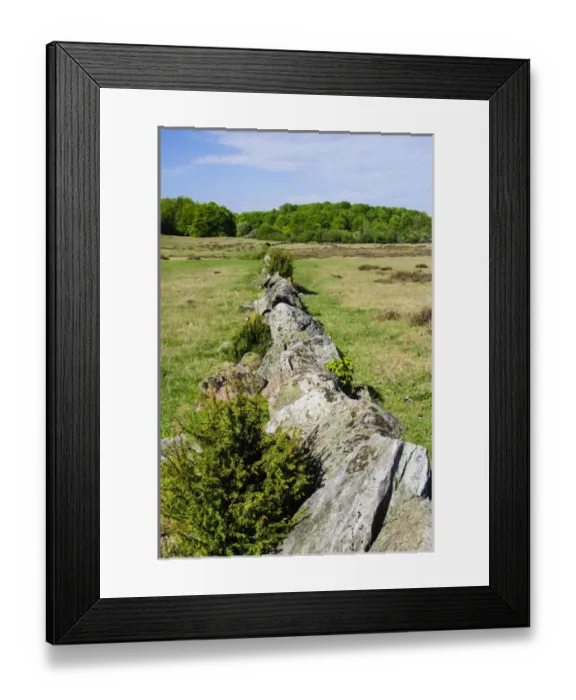 Framed Print : Sweden, Skane, Drakamollan Nature Preserve. Stone fence Framed Print : Sweden, Skane, Drakamollan Nature Preserve. Stone fence