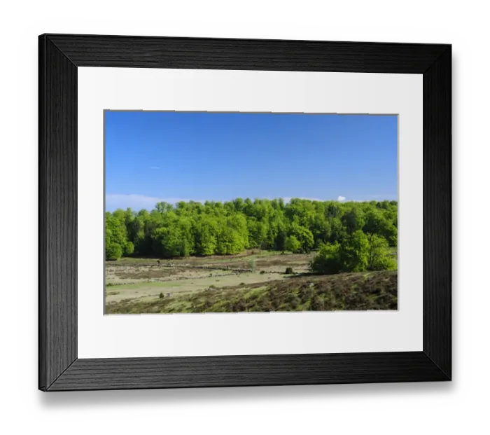 Framed Print : Sweden, Skane, Drakamollan Nature Preserve Framed Print : Sweden, Skane, Drakamollan Nature Preserve