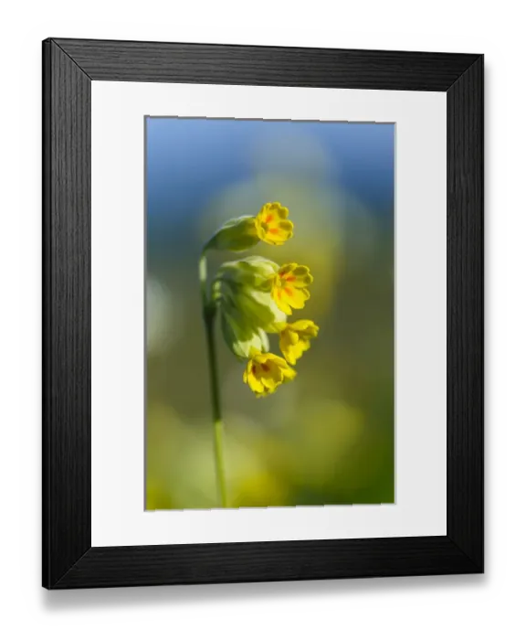 Framed Print : Sweden, Skane, Simrishamn, Verkeans Nature Preserve. Cowslip primrose (Primula veris)