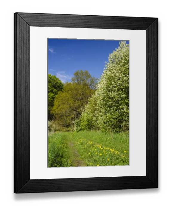 Framed Print : Sweden, Skane, Drakamollan Nature Preserve. Flowering European Bird Cherry (Prunus padus)