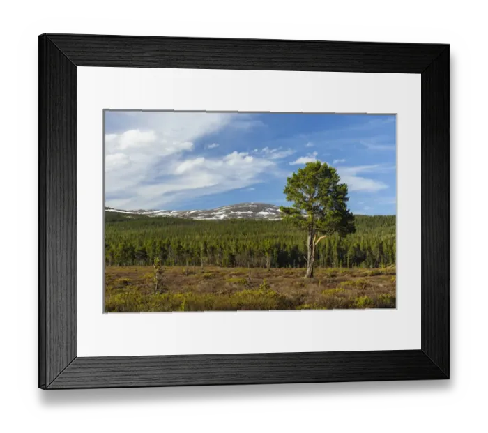Framed Print : Sweden, Jamtland, Valadalen Nature Preserve. Clearing with a solitary Scots Pine Framed Print : Sweden, Jamtland, Valadalen Nature Preserve. Clearing with a solitary Scots Pine