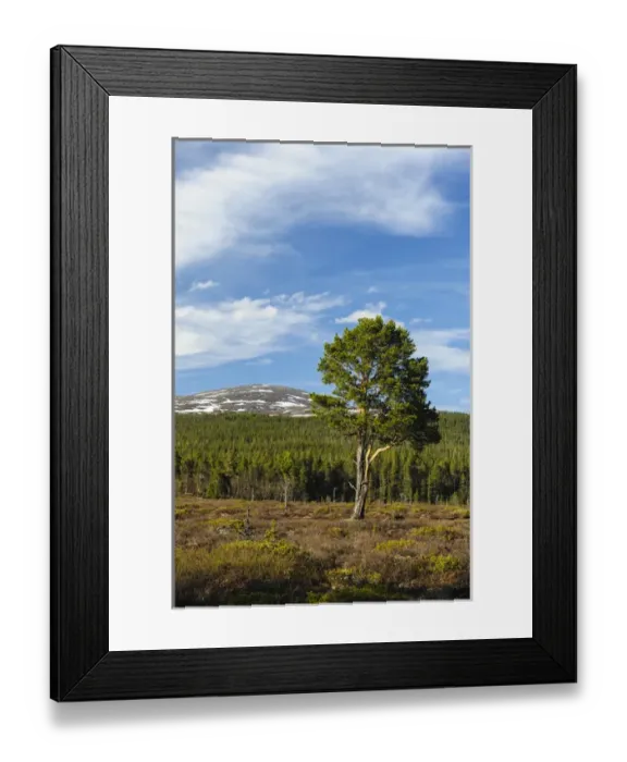 Framed Print : Sweden, Jamtland, Valadalen Nature Preserve. Clearing with a solitary Scots Pine Framed Print : Sweden, Jamtland, Valadalen Nature Preserve. Clearing with a solitary Scots Pine