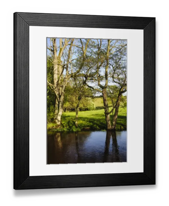 Framed Print : Sweden, Skane, Simrishamn, Verkeans Nature Preserve. Budding oaks Framed Print : Sweden, Skane, Simrishamn, Verkeans Nature Preserve. Budding oaks