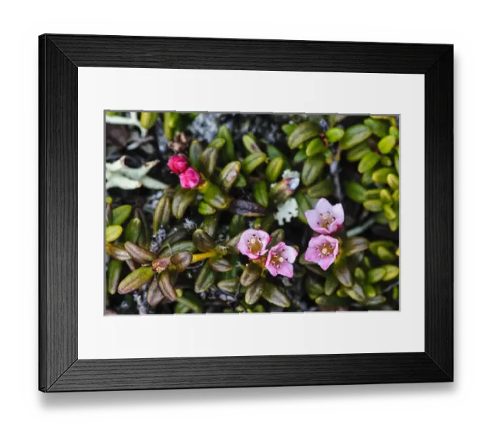 Framed Print : Sweden, Jamtland. Alpine azalea (Loiseleuria procumbens) Framed Print : Sweden, Jamtland. Alpine azalea (Loiseleuria procumbens)