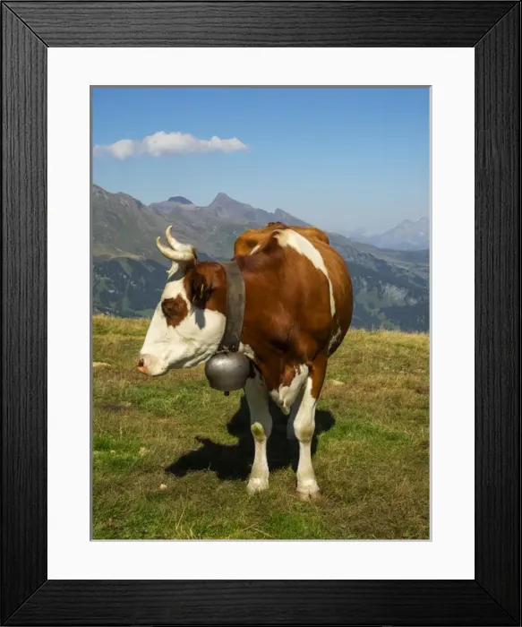 Framed Print : Switzerland, Bern Canton, Mannlichen area, Swiss cow in alpine setting Framed Print : Switzerland, Bern Canton, Mannlichen area, Swiss cow in alpine setting